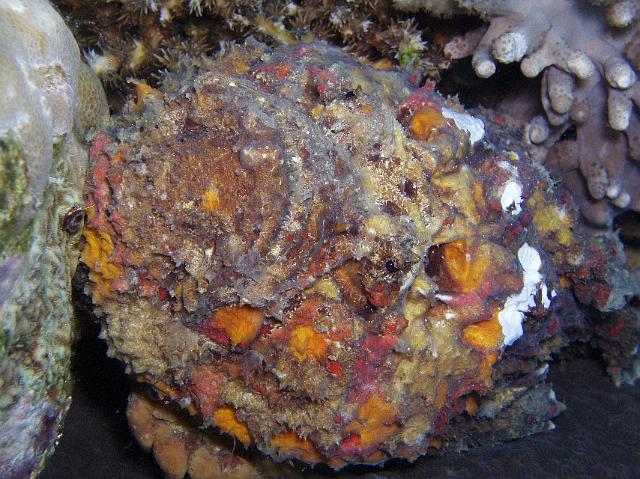 Echter Steinfisch 07.jpg